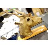 Large taxidermy Antelope head with spiral horns, mounted on board, L: 38 cm. This lot is not
