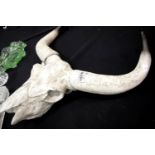 Composition taxidermy type wall mounting skull with horns, L: 60 cm. This lot is not available for