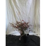 Abelia pink/red Grandiflora. This lot is not available for in-house P&P.