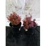 Two red Evergreen Berberis Thundiberg Admiration. This lot is not available for in-house P&P.