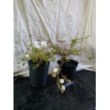 Two white Potentilla shrubs. This lot is not available for in-house P&P.