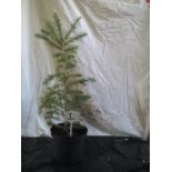 Japanese larch Conifer. This lot is not available for in-house P&P.