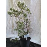 3ft Evergreen white flower Escallonia shrub. This lot is not available for in-house P&P.