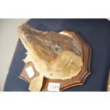 Antique shield mounted large Pike head, plaster filled, L: 25 cm. P&P Group 3 (£25+VAT for the first