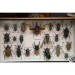 Specimen case containing various insects. This lot is not available for in-house P&P.