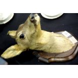 Vintage shield mounted deer head taxidermy. H: 36 cm. Not available for in-house P&P.