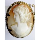 Carved shell cameo brooch on a rolled gold mount. P&P Group 1 (£14+VAT for the first lot and £1+