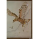 Watercolour of an eagle carrying an arctic hare, 46 x 34 cm. Not available for in-house P&P