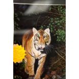 Watercolour of a tiger by Frank Fuller, 40 x 52 cm. Not available for in-house P&P.