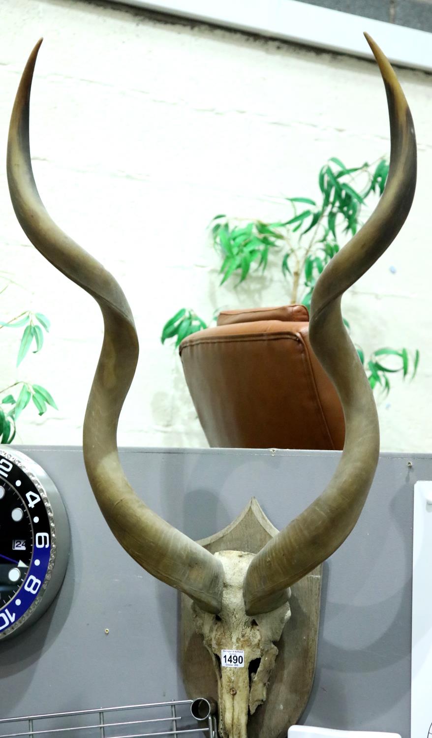 Shield mounted pair of Ibex skull with horns, the horns L: 88 cm. Not available for in-house P&P