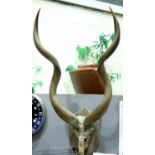 Shield mounted pair of Ibex skull with horns, the horns L: 88 cm. Not available for in-house P&P