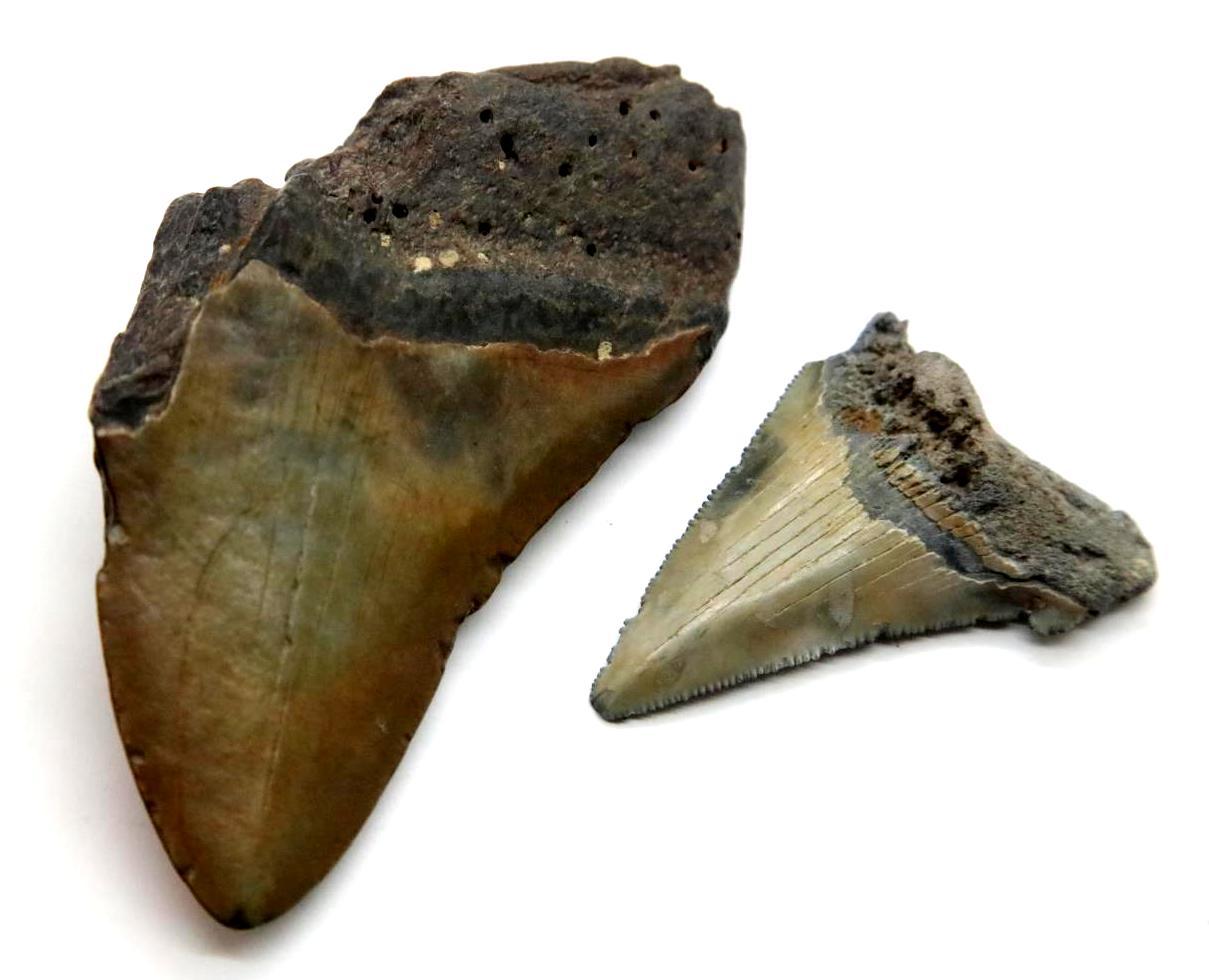 Two fossilised shark teeth, largest L: 10 cm. P&P Group 1 (£14+VAT for the first lot and £1+VAT