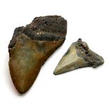 Two fossilised shark teeth, largest L: 10 cm. P&P Group 1 (£14+VAT for the first lot and £1+VAT