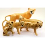 Five Beswick lions. P&P Group 2 (£18+VAT for the first lot and £3+VAT for subsequent lots) Condition