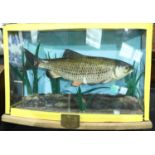 Taxidermy Chub mounted in glass case with attribution to 1971. Not available for in-house P&P.