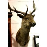 Shoulder mounted taxidermy dark phase fallow deer. Not available for in-house P&P