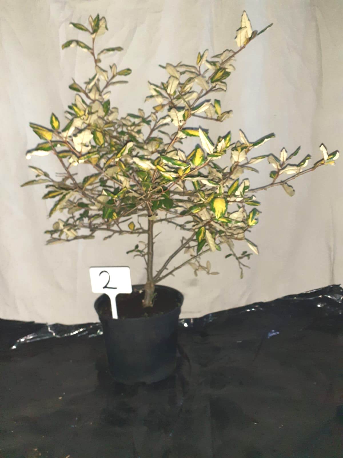 Eleasnes shrub (3ft / 5l pot). Not available for in-house P&P