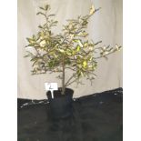 Eleasnes shrub (3ft / 5l pot). Not available for in-house P&P