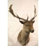 Large shoulder mounted taxidermy dark phase fallow deer. Not available for in-house P&P