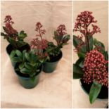 Three x Skimmia Japonica. Compact evergreen shrub. Not available for in-house P&P