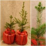 Two x Baby Christmas tree (8 inches). Not available for in-house P&P