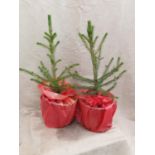 Two x Baby Christmas tree (8 inches). Not available for in-house P&P