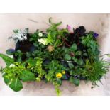 15 x mixed plants inc pansy, primula, voila, bellus etc. Not available for in-house P&P
