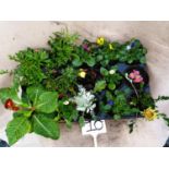 Mixed tray (15 plants). Not available for in-house P&P