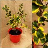 Smooth leaved variegated Holly. Not available for in-house P&P