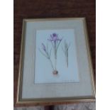 Mary Kenyon Slaney Crocus signed watercolour framed