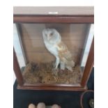 A Taxidermy Stuffed Barn Owl in glazed display case.