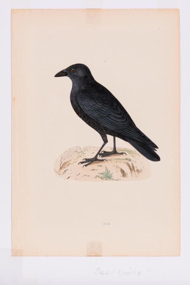 8 Vogeldarstellungen aus &quot;A History of British Birds&quot; - Image 8 of 8