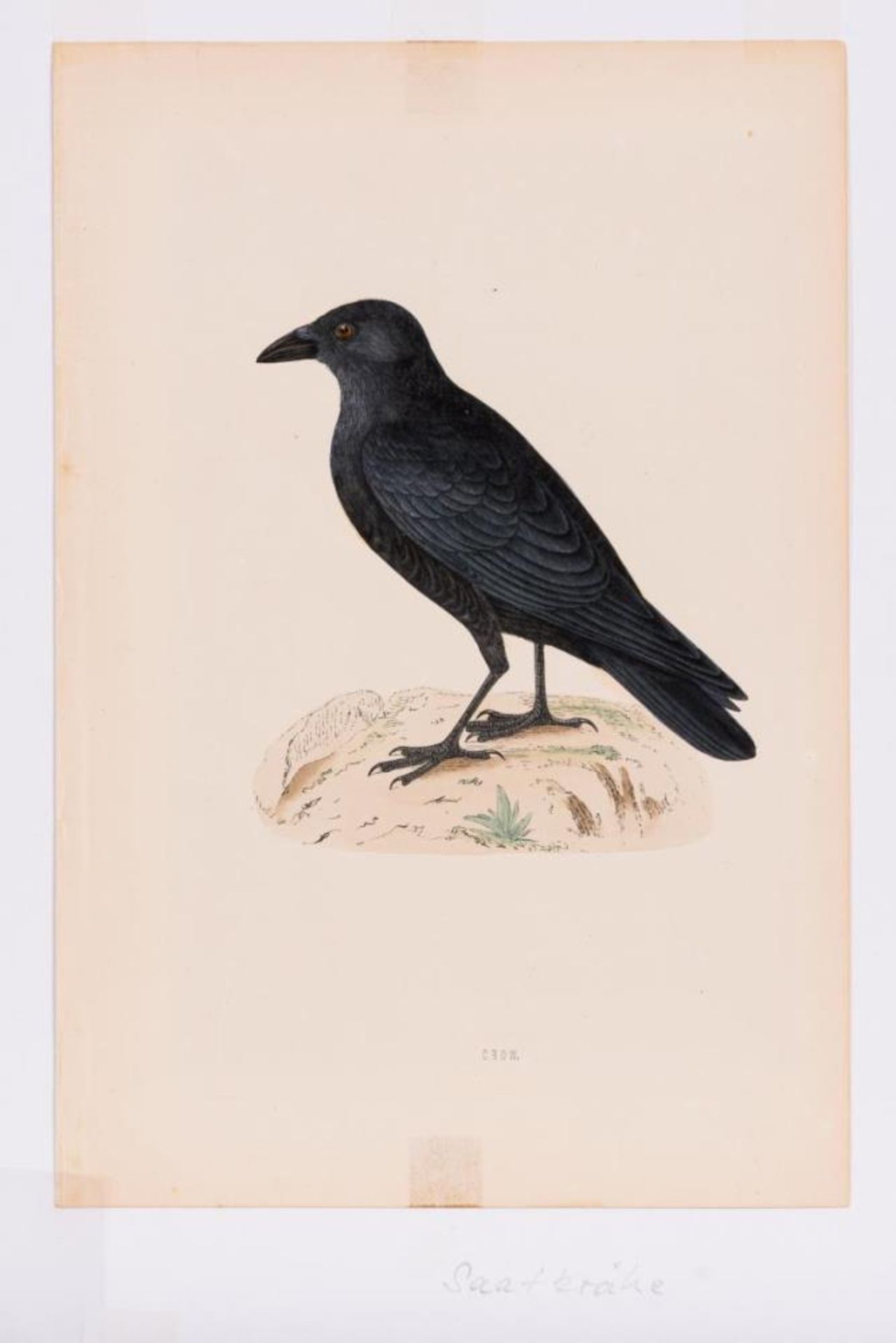 8 Vogeldarstellungen aus &quot;A History of British Birds&quot; - Bild 8 aus 8