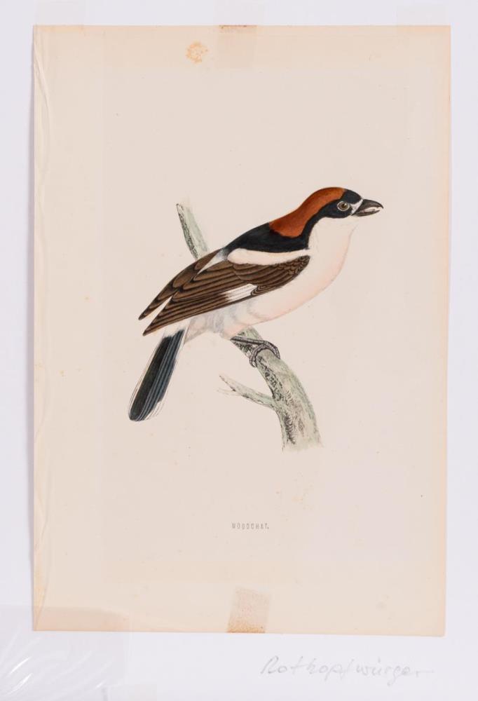 8 Vogeldarstellungen aus &quot;A History of British Birds&quot; - Image 5 of 8