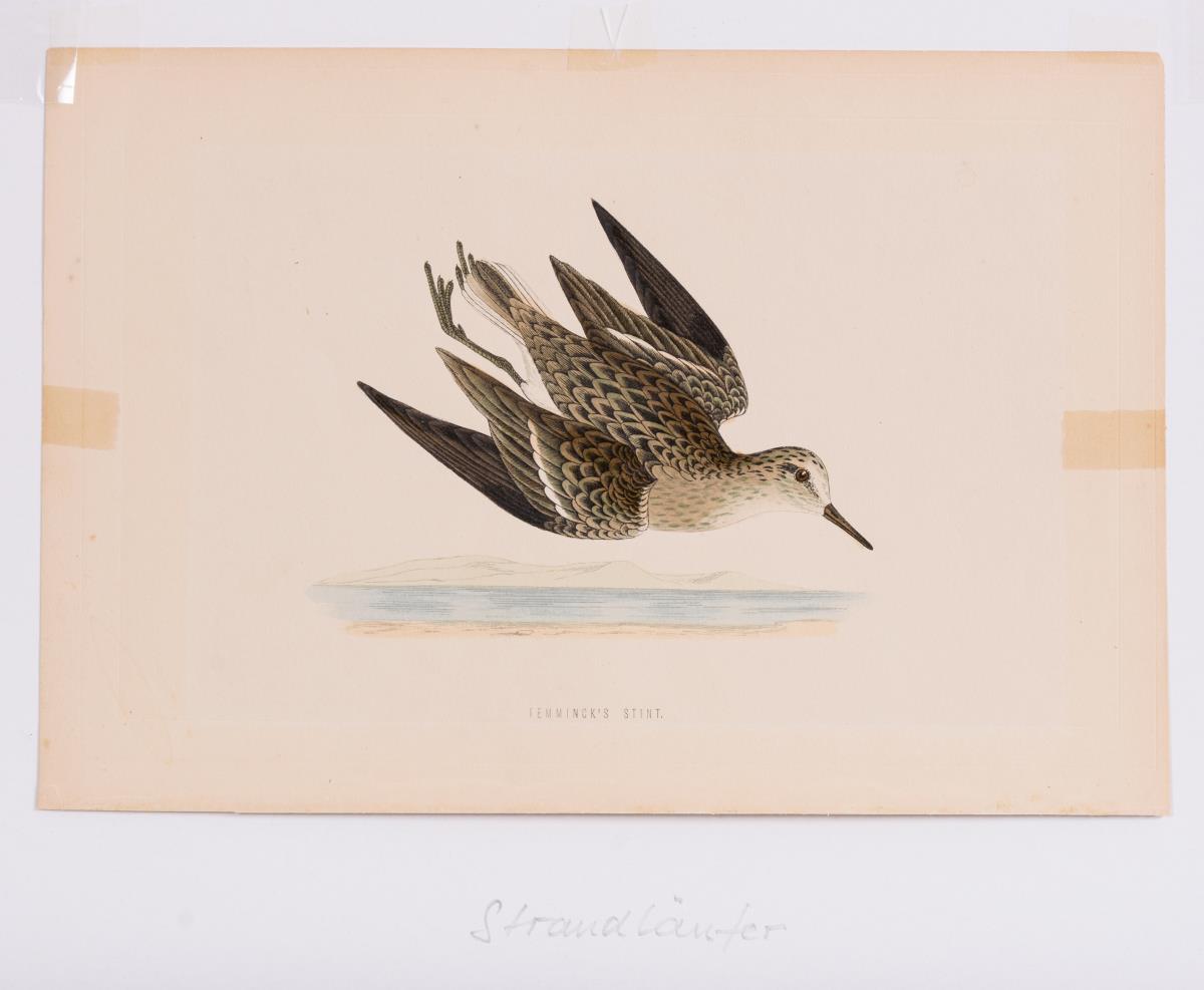 8 Vogeldarstellungen aus &quot;A History of British Birds&quot; - Image 2 of 8