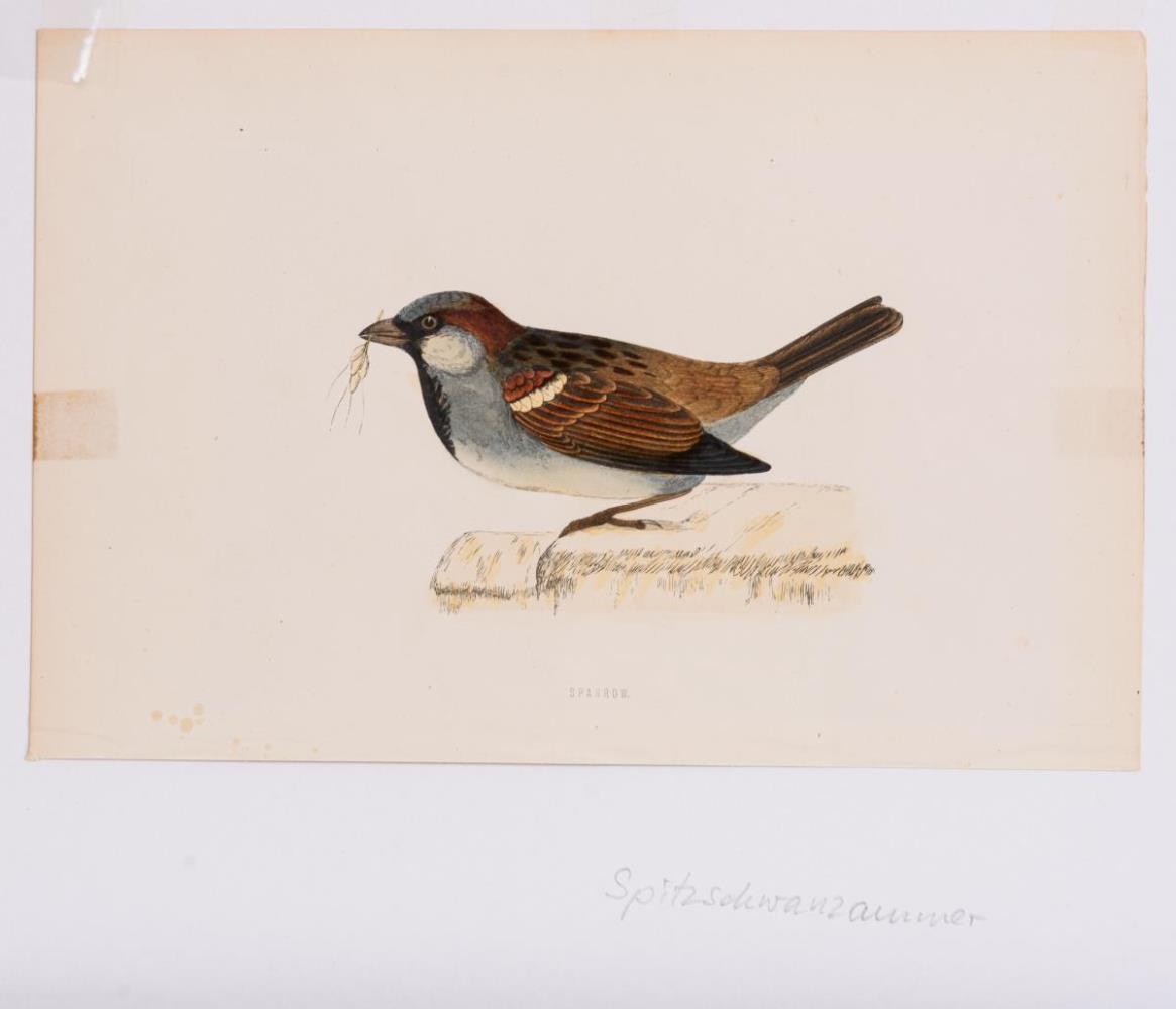 8 Vogeldarstellungen aus &quot;A History of British Birds&quot; - Image 4 of 8