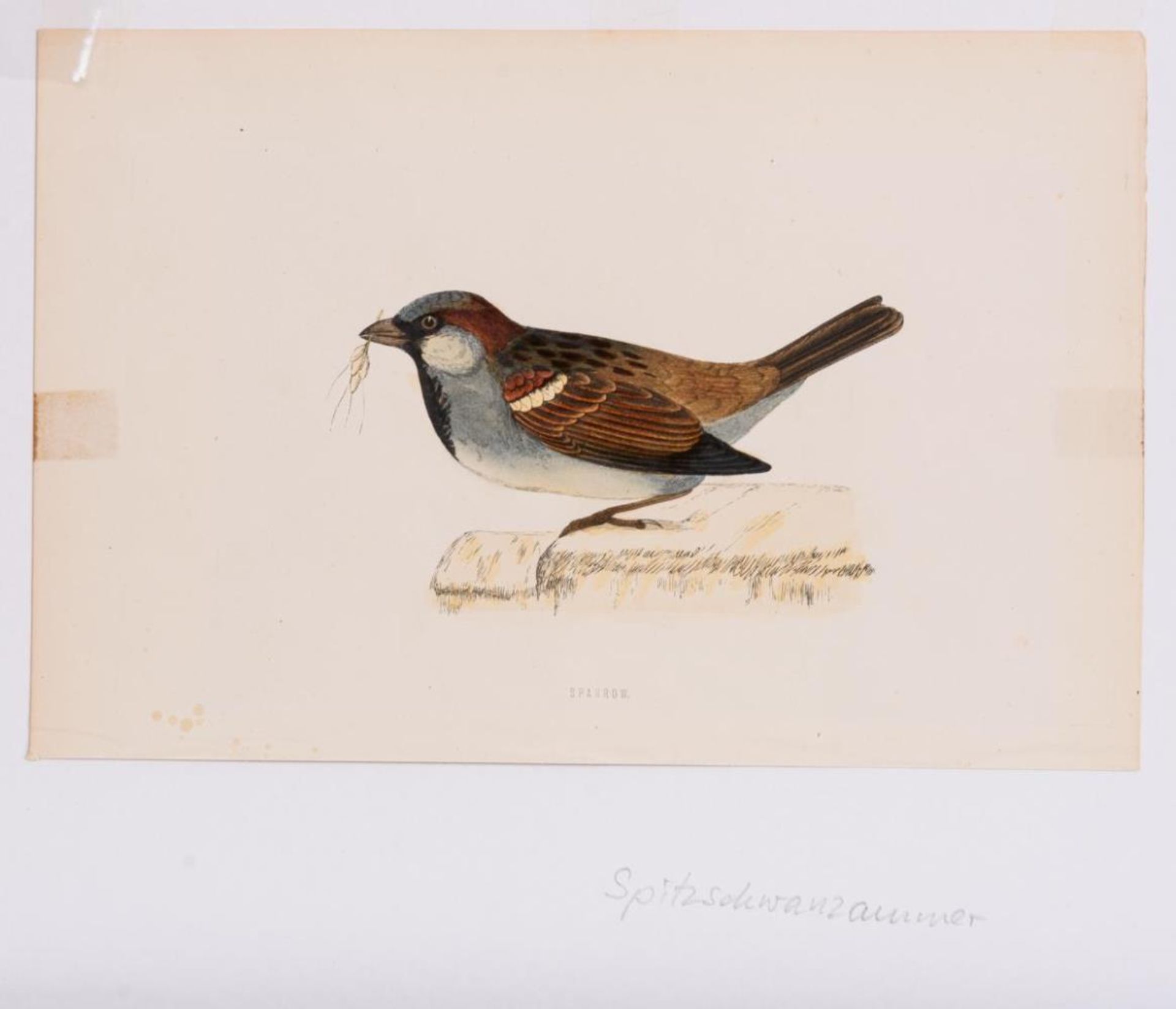 8 Vogeldarstellungen aus &quot;A History of British Birds&quot; - Bild 4 aus 8