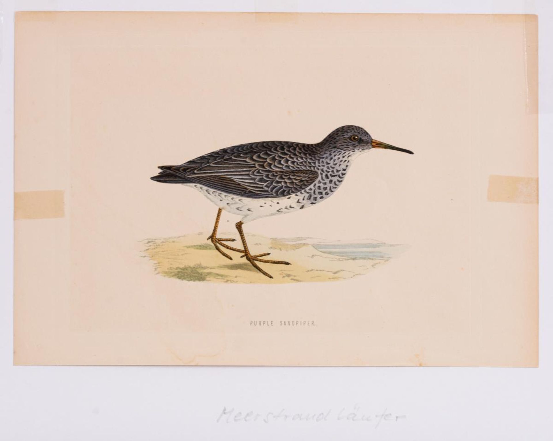 8 Vogeldarstellungen aus &quot;A History of British Birds&quot;
