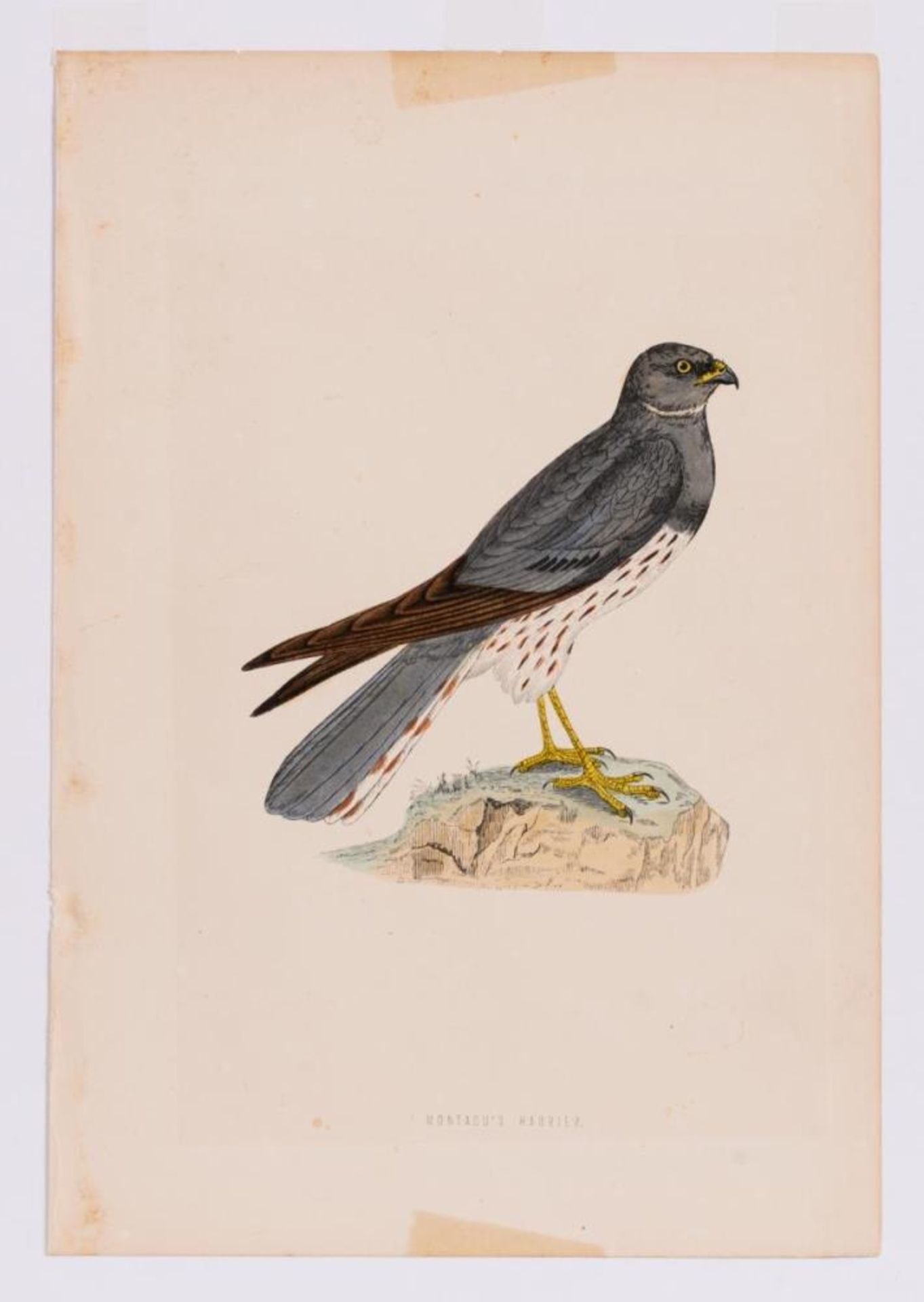8 Vogeldarstellungen aus &quot;A History of British Birds&quot; - Bild 6 aus 8