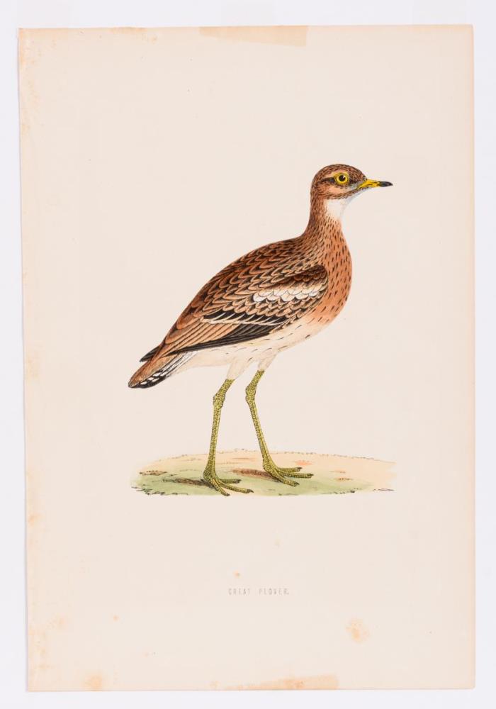 8 Vogeldarstellungen aus &quot;A History of British Birds&quot; - Image 7 of 8