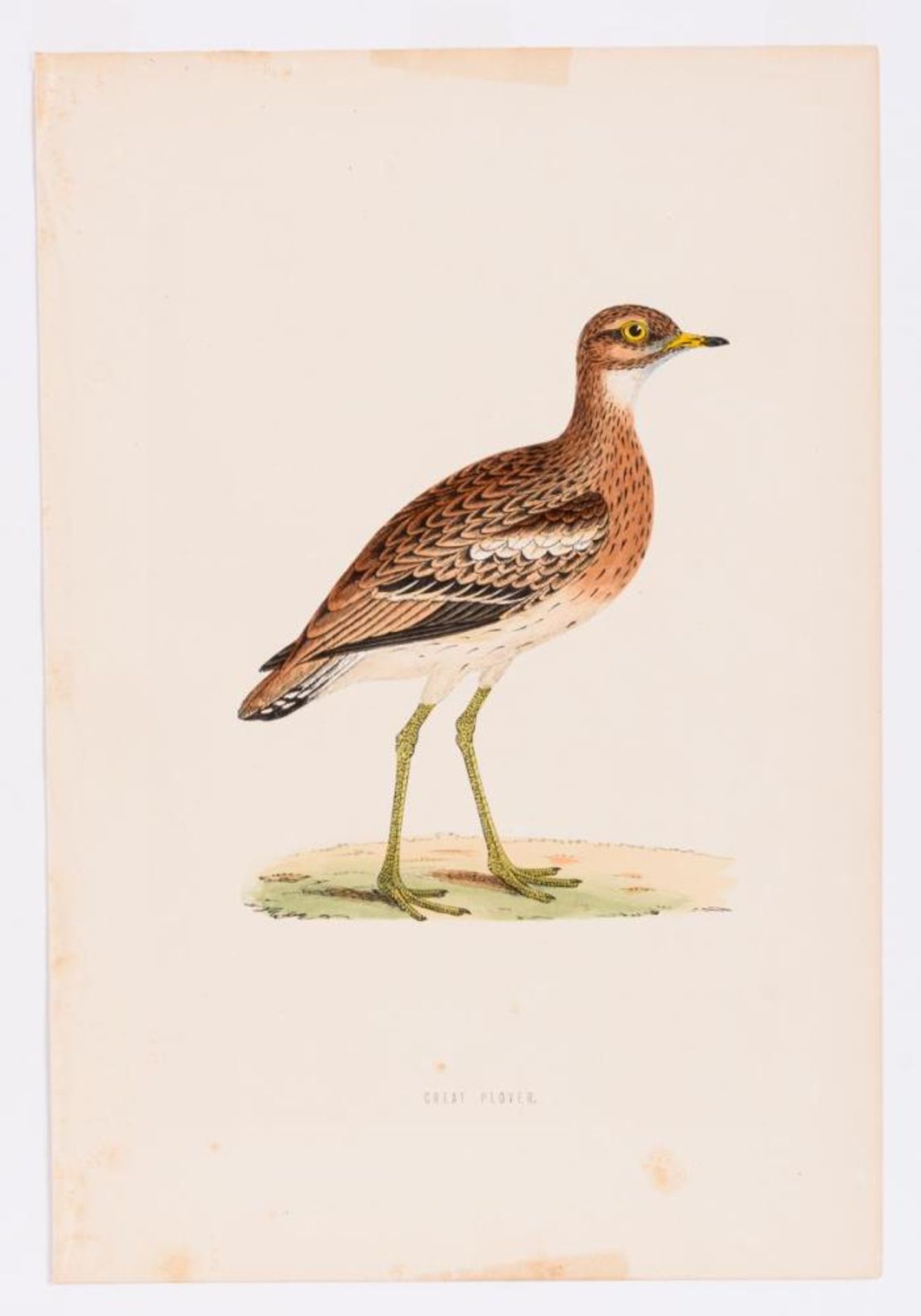 8 Vogeldarstellungen aus &quot;A History of British Birds&quot; - Bild 7 aus 8