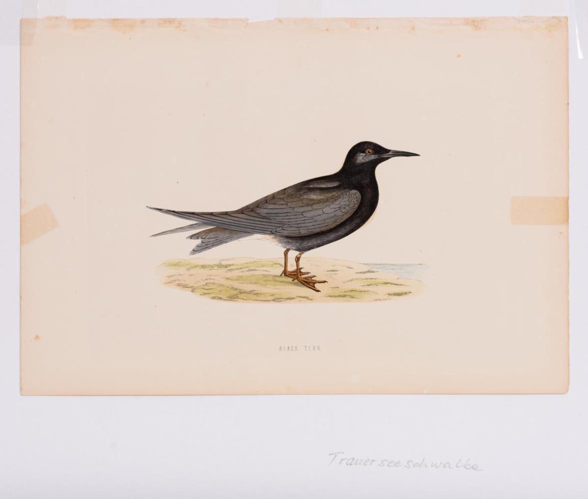 8 Vogeldarstellungen aus &quot;A History of British Birds&quot; - Image 3 of 8