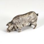 Silbernes Miniatur-Schweinchen