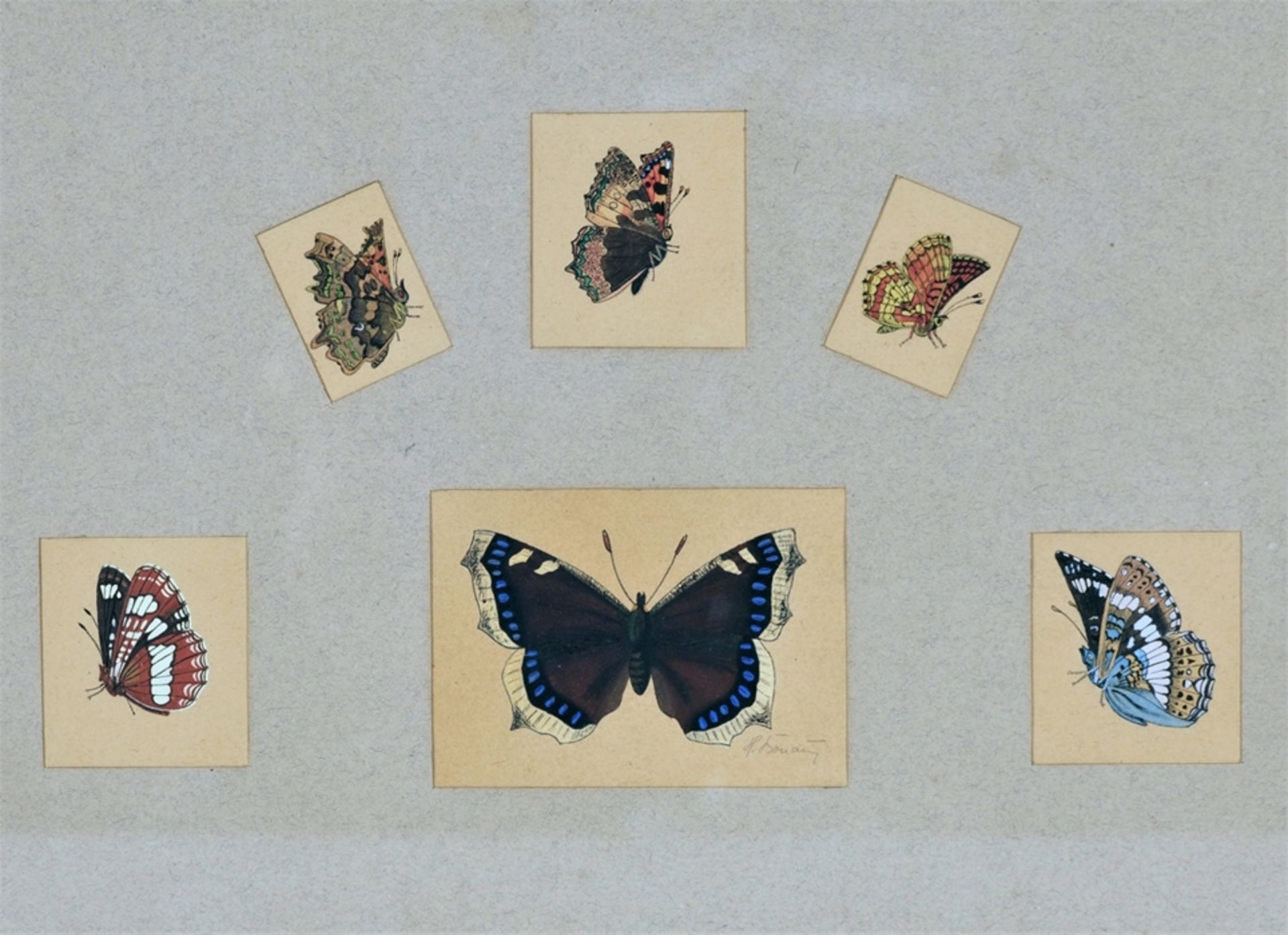 Gemälde Schmetterlingssammlung