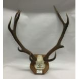 A pair of antlers mounted upon a wooden plaque. Es