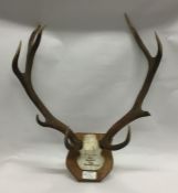 A pair of antlers mounted upon a wooden plaque. Es