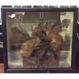 A taxidermy figure of two red squirrels in glass d