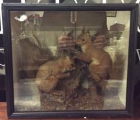 A taxidermy figure of two red squirrels in glass d
