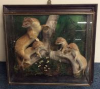 A taxidermy glazed cabinet containing stoats. Est.