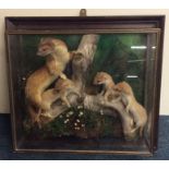 A taxidermy glazed cabinet containing stoats. Est.